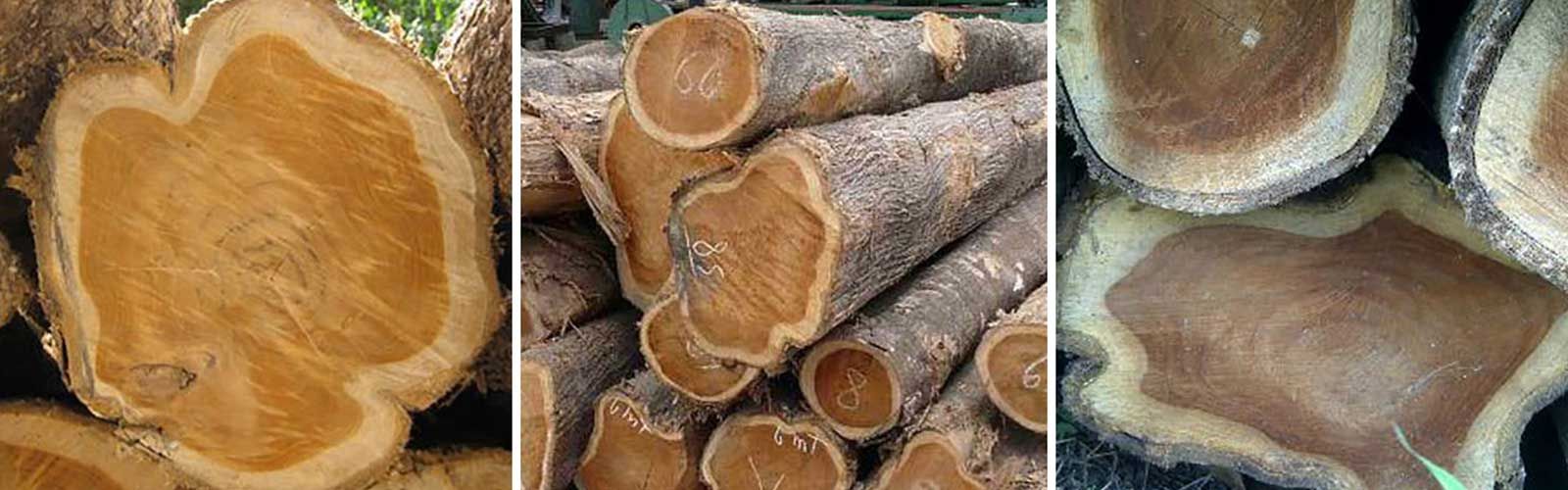 Teak - Dardanell Grup