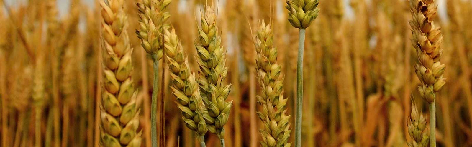 Wheat - Dardanell Grup