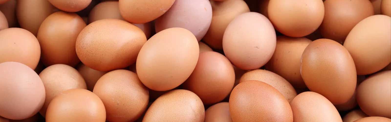 EGG - Dardanell Grup