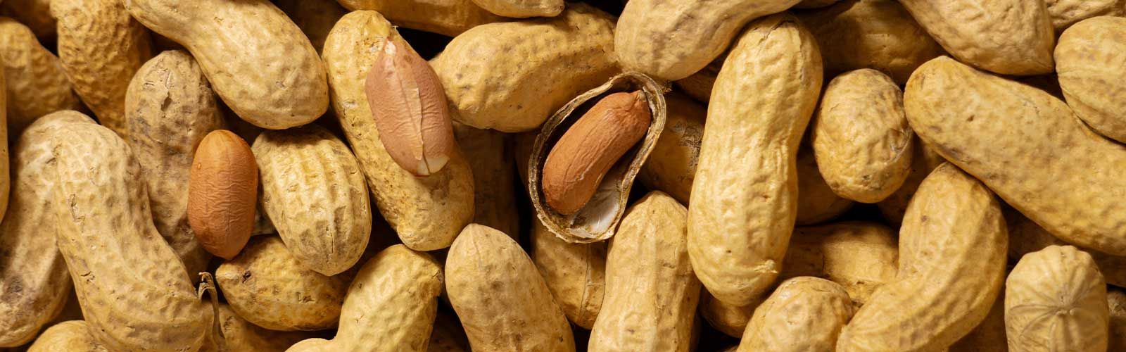 Peanut - Dardanell Grup